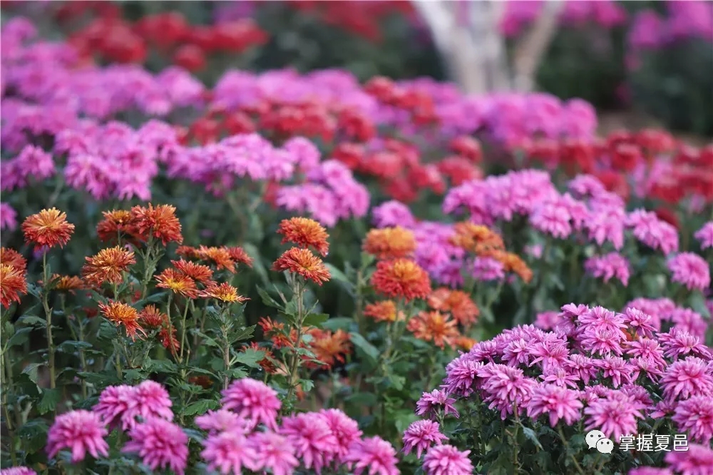 <b>古树园菊花开放</b>